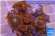 Zoanthus red magician 4-6 cm WYSIWYG acclimaté