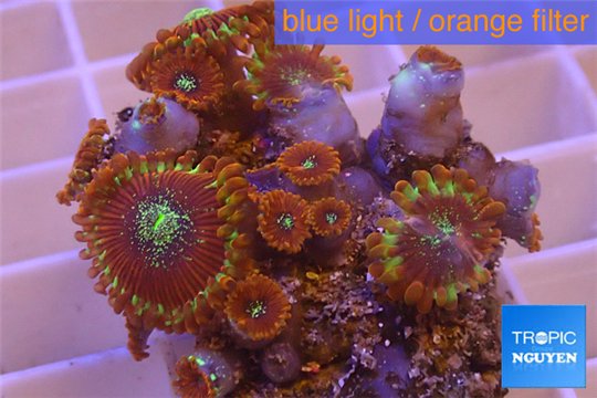 Zoanthus red magician 4-6 cm WYSIWYG acclimaté