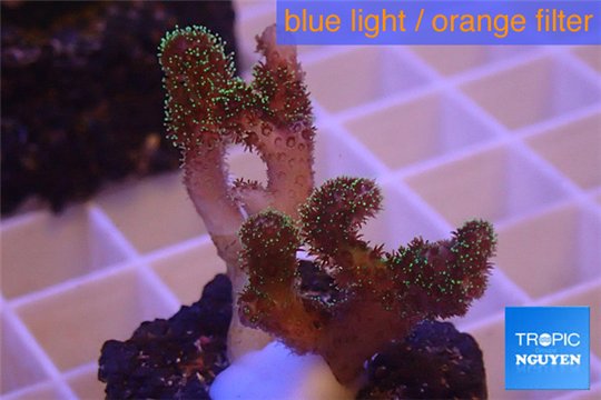 Pocillopora damicornis green & pink tip 2-4 cm WYSIWYG acclimaté