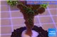 Pocillopora damicornis green & pink tip 2-4 cm WYSIWYG acclimaté