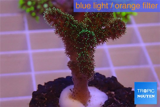 Pocillopora damicornis green & pink tip 2-4 cm WYSIWYG acclimaté