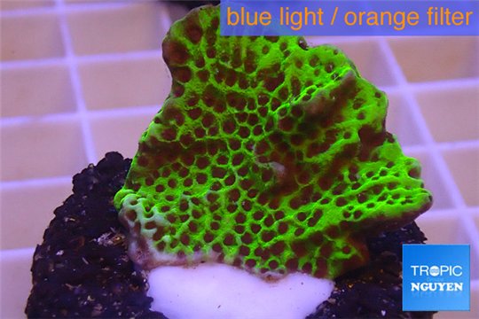 Montipora green & purple polyps 3-4 cm WYSIWYG acclimaté