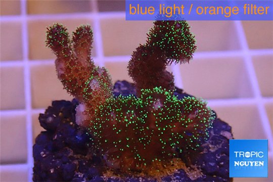 Pocillopora damicornis green & pink tip 2-4 cm WYSIWYG acclimaté