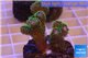 Pocillopora damicornis green & pink tip 2-4 cm WYSIWYG acclimaté