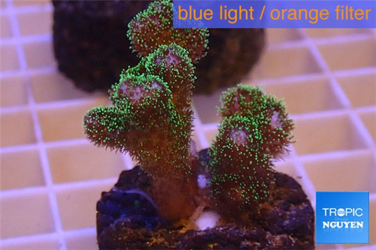 Pocillopora damicornis green & pink tip 2-4 cm WYSIWYG acclimaté