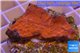 Montipora capricornis red plate 2-4 cm WYSIWYG acclimaté
