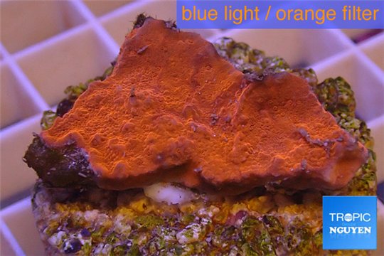 Montipora capricornis red plate 2-4 cm WYSIWYG acclimaté