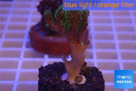 Pocillopora damicornis green & pink tip 2-4 cm WYSIWYG acclimaté