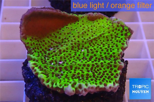 Montipora green & purple polyps 3-4 cm WYSIWYG acclimaté