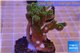 Pocillopora damicornis green & pink tip 3-4 cm WYSIWYG acclimaté