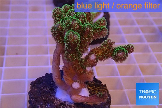 Pocillopora damicornis green & pink tip 3-4 cm WYSIWYG acclimaté