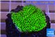 Montipora green & purple polyps 3-4 cm WYSIWYG acclimaté