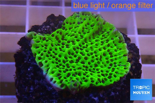 Montipora green & purple polyps 3-4 cm WYSIWYG acclimaté
