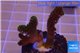 Pocillopora damicornis green & pink tip 2-3 cm WYSIWYG acclimaté