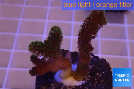 Pocillopora damicornis green & pink tip 2-3 cm WYSIWYG acclimaté