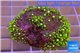 Pachyclavularia neon green 4-5 cm WYSIWYG acclimaté