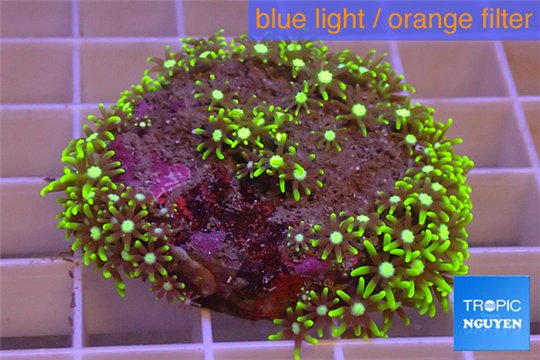Pachyclavularia neon green 4-5 cm WYSIWYG acclimaté