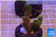 Pocillopora damicornis green & pink tip 2-3 cm WYSIWYG acclimaté