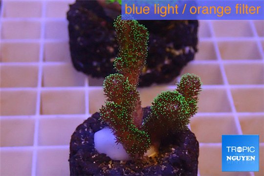 Pocillopora damicornis green & pink tip 2-3 cm WYSIWYG acclimaté