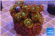Zoanthus red magician 4-6 cm WYSIWYG acclimaté