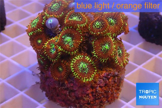 Zoanthus red magician 4-6 cm WYSIWYG acclimaté