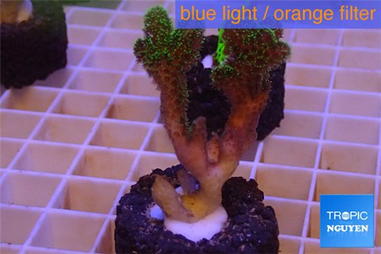 Pocillopora damicornis green & pink tip 2-4 cm WYSIWYG acclimaté