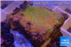 Montipora red fire forest 2-4 cm WYSIWYG acclimaté