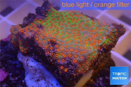 Montipora red fire forest 2-4 cm WYSIWYG acclimaté