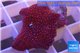Discosoma red galaxy 1 polyp WYSIWYG acclimaté