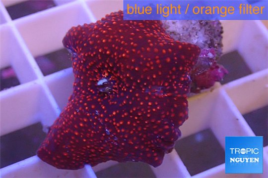 Discosoma red galaxy 1 polyp WYSIWYG acclimaté