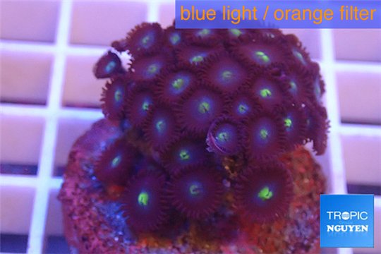 Zoanthus blue & green spot 3-5 cm WYSIWYG acclimaté