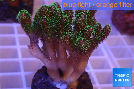 Pocillopora damicornis green & pink tip 3-5 cm WYSIWYG acclimaté