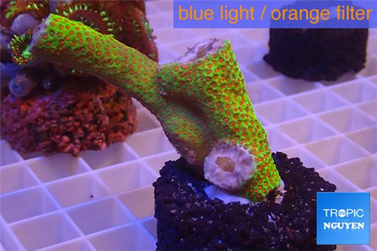Montipora red fire forest 3-5 cm WYSIWYG acclimaté
