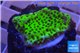 Montipora green & purple polyps 2-3 cm WYSIWYG acclimaté