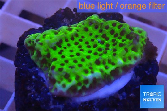 Montipora green & purple polyps 2-3 cm WYSIWYG acclimaté