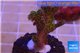 Pocillopora damicornis green & pink tip 2-3 cm WYSIWYG acclimaté