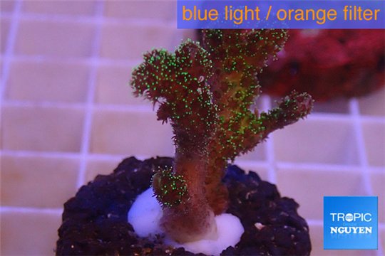 Pocillopora damicornis green & pink tip 2-3 cm WYSIWYG acclimaté