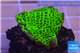 Montipora green & purple polyps 3-4 cm WYSIWYG acclimaté