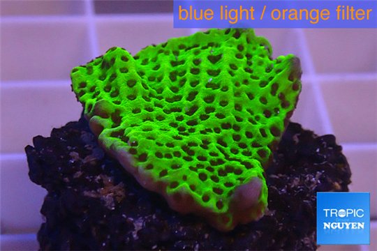 Montipora green & purple polyps 3-4 cm WYSIWYG acclimaté