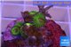 Zoanthus Fijii premium 5-6 polyps WYSIWYG acclimaté
