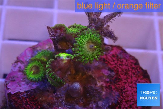 Zoanthus Fijii premium 5-6 polyps WYSIWYG acclimaté