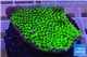 Montipora green & purple polyps 3-4 cm WYSIWYG acclimaté