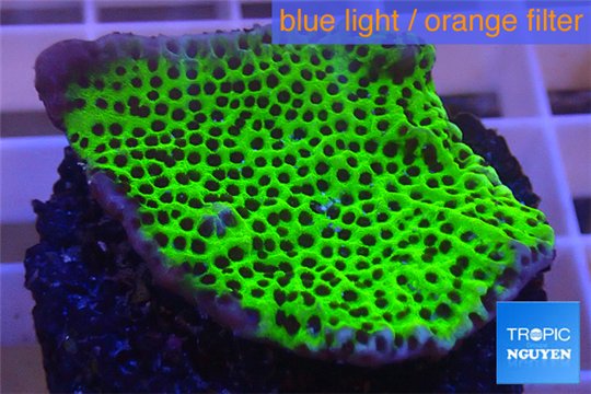 Montipora green & purple polyps 3-4 cm WYSIWYG acclimaté