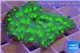 Echinopora lamellosa neon green spot frag 2-4 cm WYSIWYG acclimaté