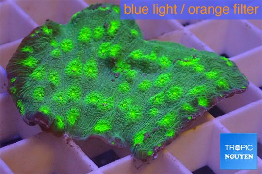 Echinopora lamellosa neon green spot frag 2-4 cm WYSIWYG acclimaté