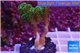 Pocillopora damicornis green & pink tip 2-3 cm WYSIWYG acclimaté