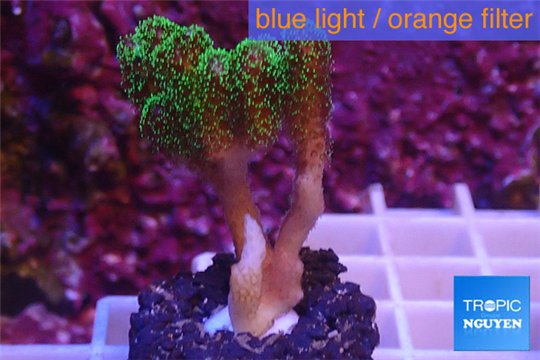 Pocillopora damicornis green & pink tip 2-3 cm WYSIWYG acclimaté