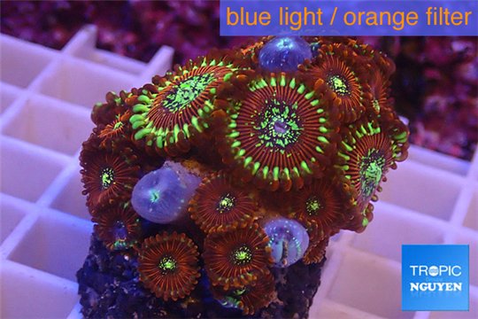 Zoanthus red magician 4-5 cm WYSIWYG acclimaté