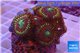 Zoanthus red magician 4-5 cm WYSIWYG acclimaté