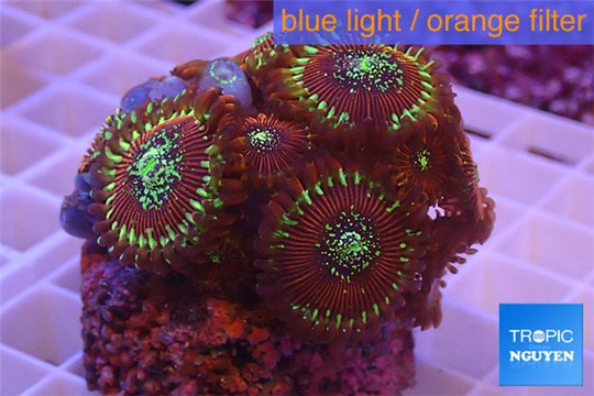 Zoanthus red magician 4-5 cm WYSIWYG acclimaté